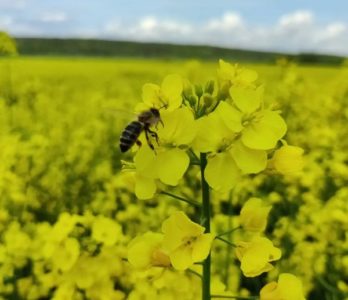 Unsere Bienen im Raps