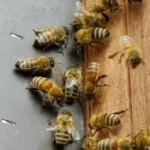 Goldrähmchen